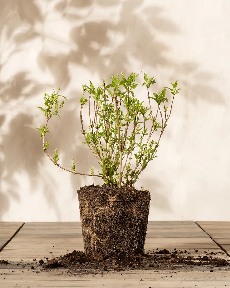 Deutzia gracilis
