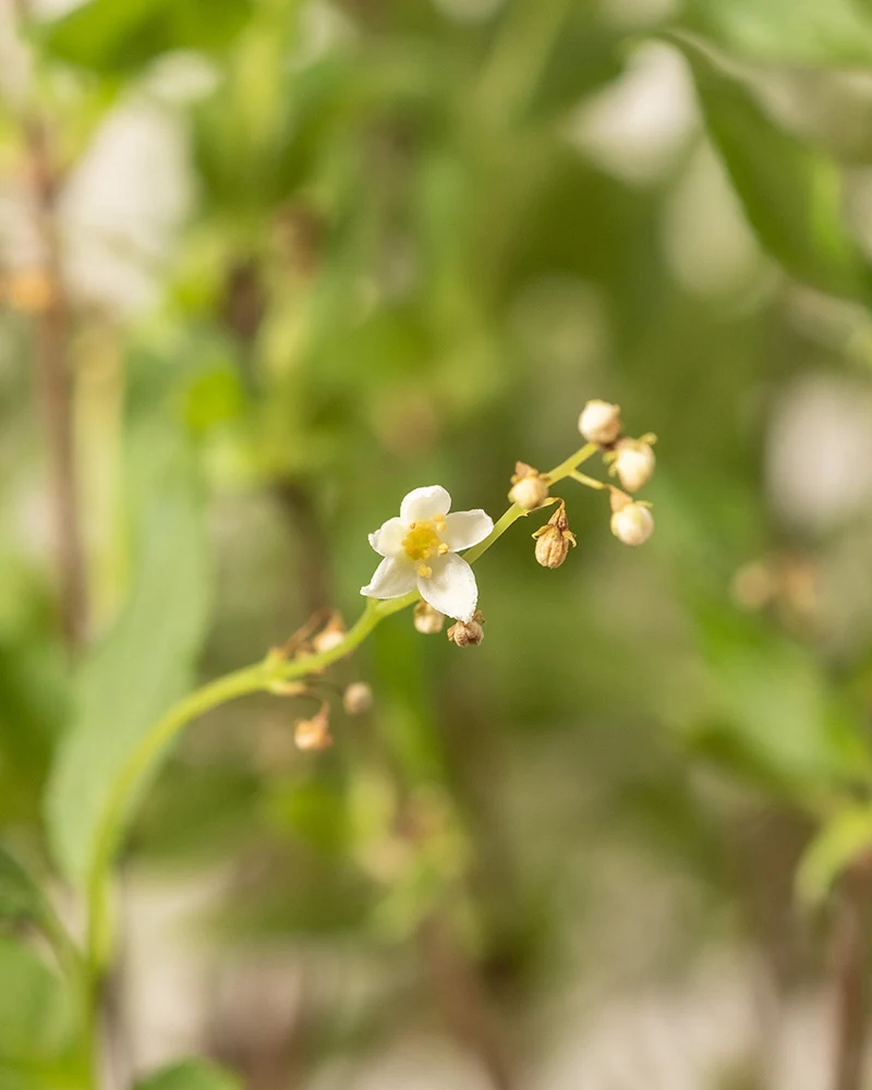 Deutzia gracilis