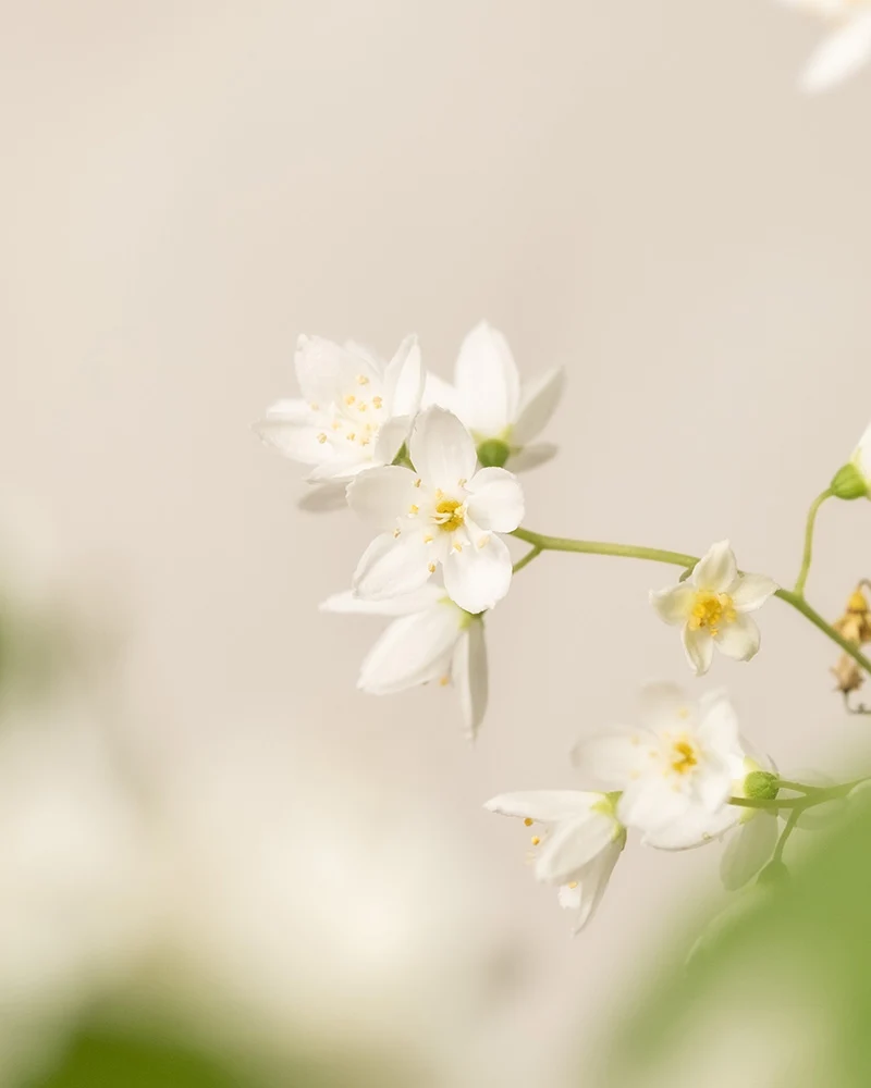 Deutzia gracilis