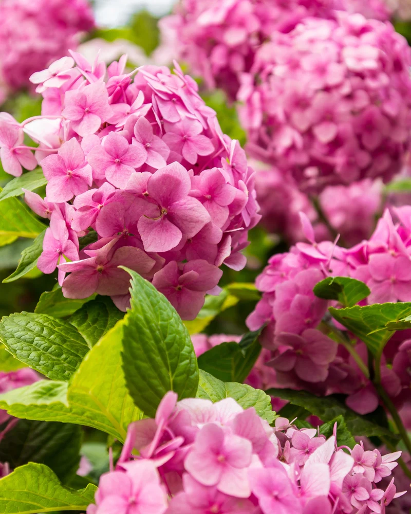Rosa Hortensie
