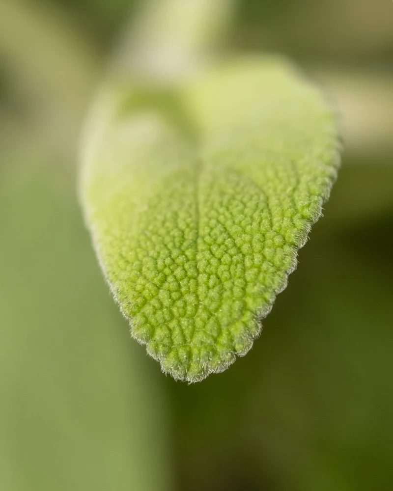 Salbei