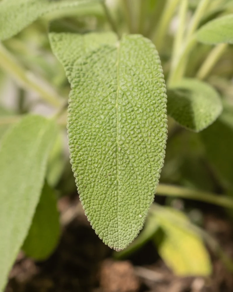 Salbei