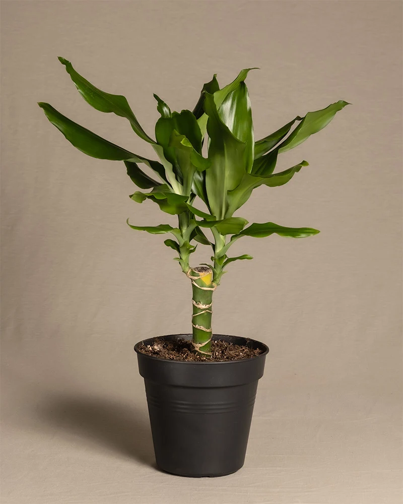 Drachenbaum