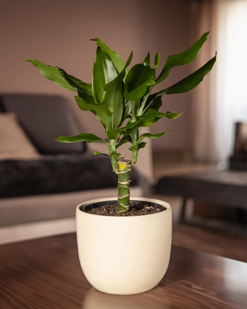 Drachenbaum