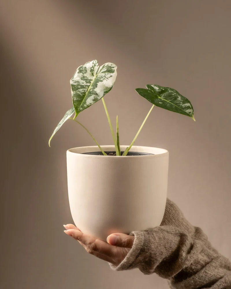 Alocasia micholitziana frydek variegata