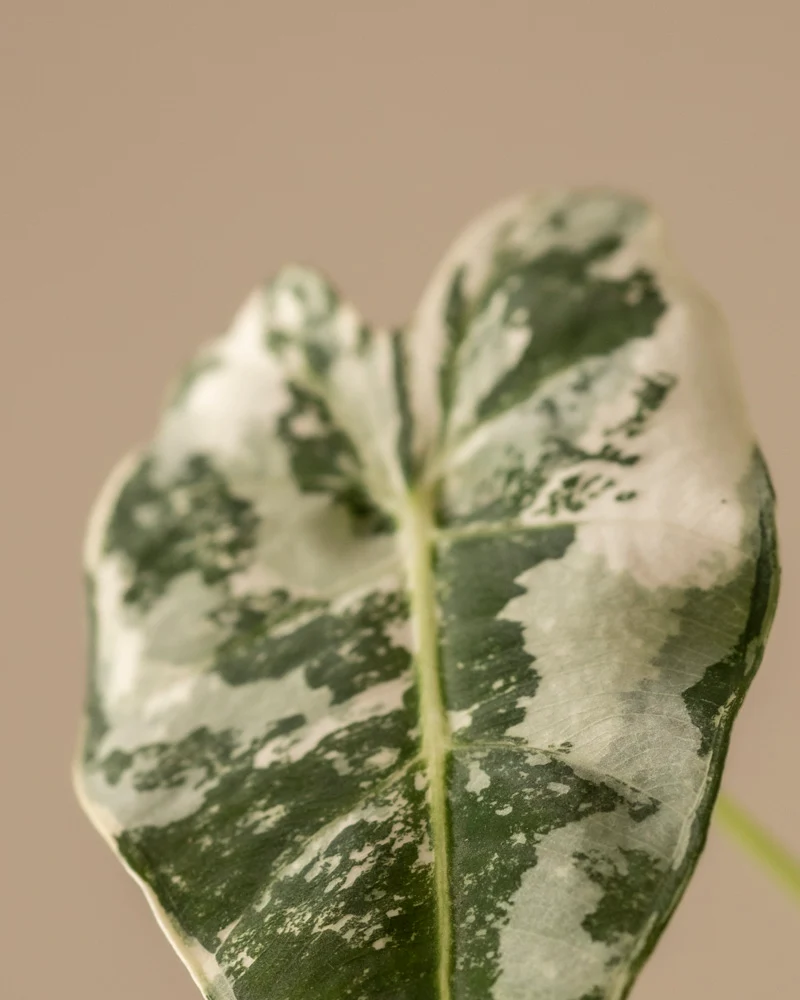 Alocasia micholitziana frydek variegata