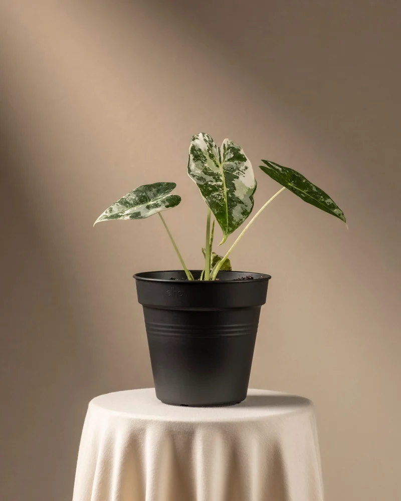 Alocasia micholitziana frydek variegata