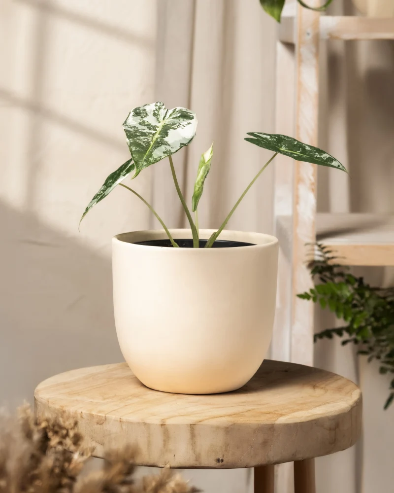 Alocasia micholitziana frydek variegata