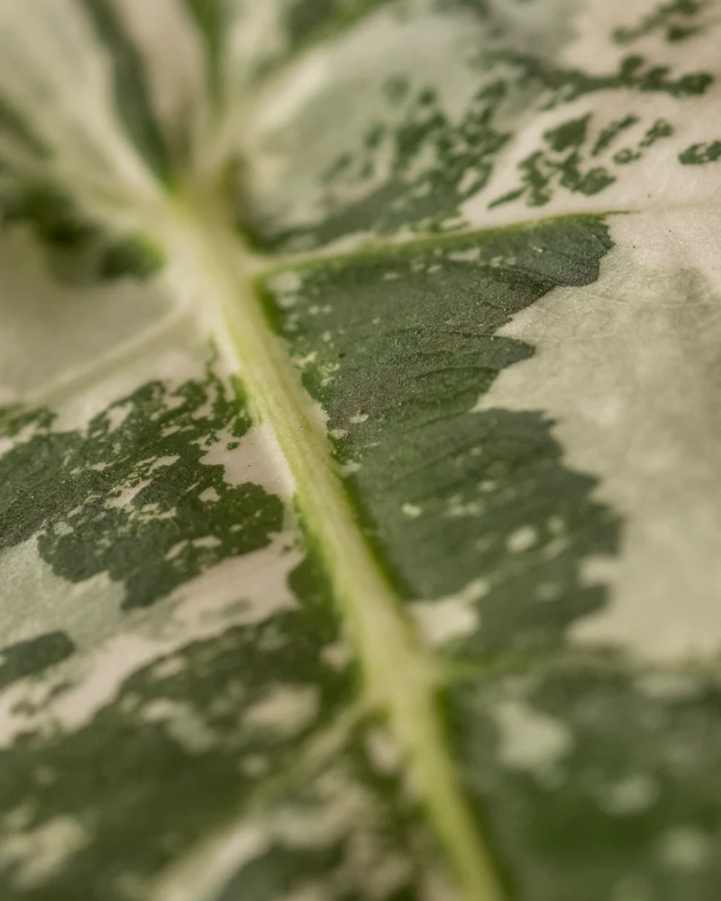 Alocasia micholitziana frydek variegata