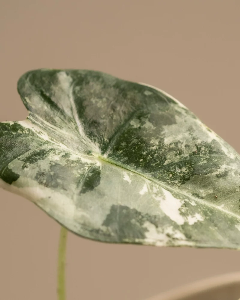 Alocasia micholitziana frydek variegata