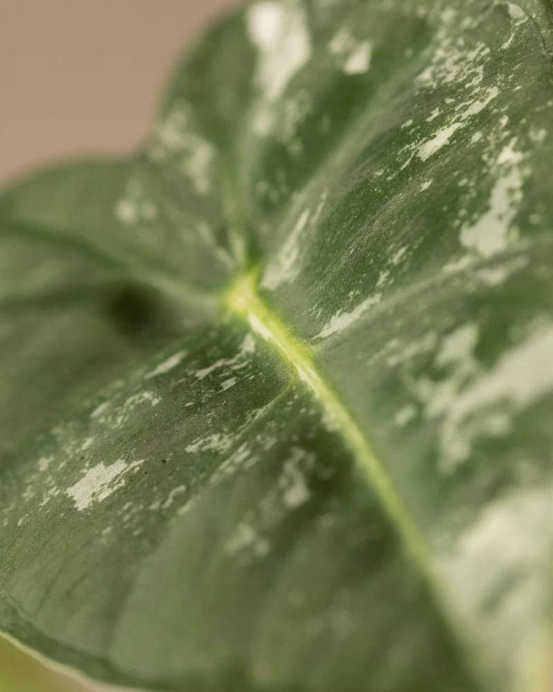 Alocasia micholitziana frydek variegata
