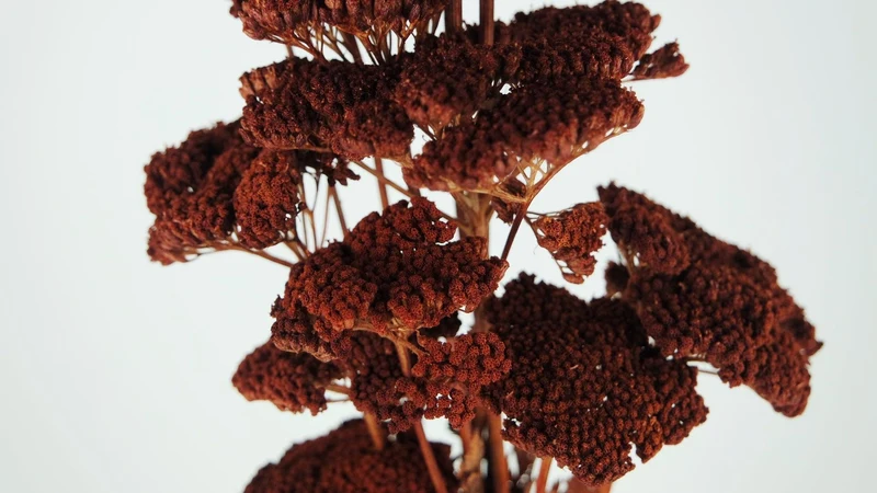 Achillea Filipendula getrocknet - 1 Bund - Braun