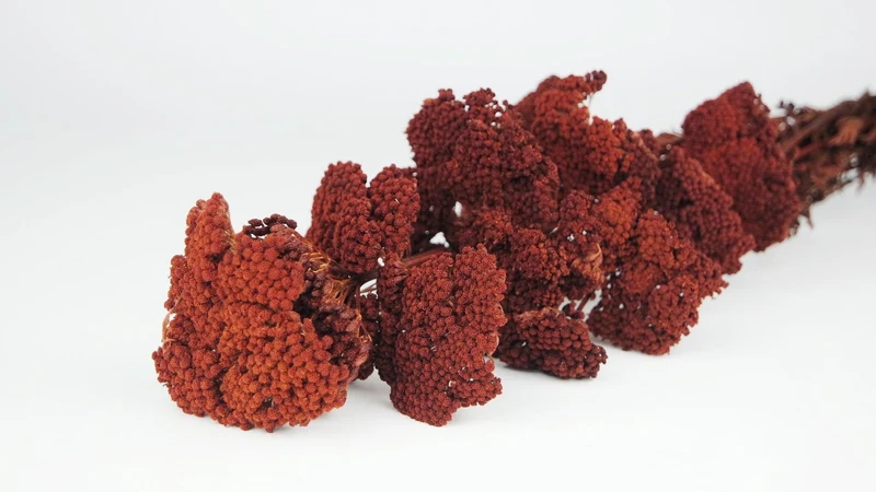 Achillea Filipendula getrocknet - 1 Bund - Braun