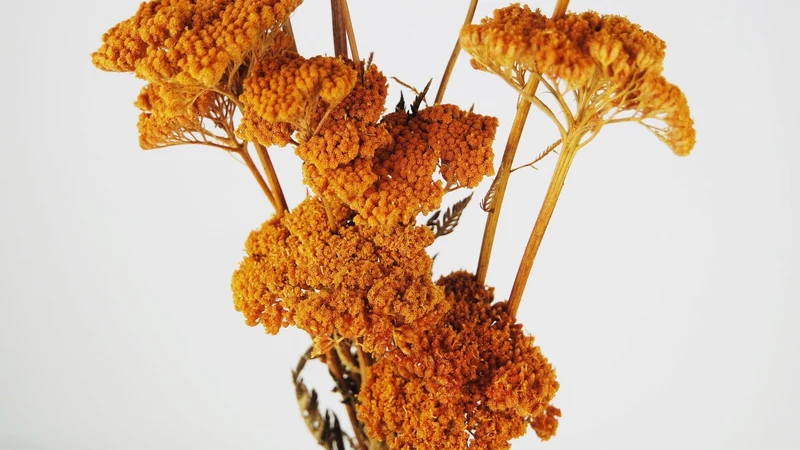 Achillea Filipendula getrocknet - 1 Bund - Amber