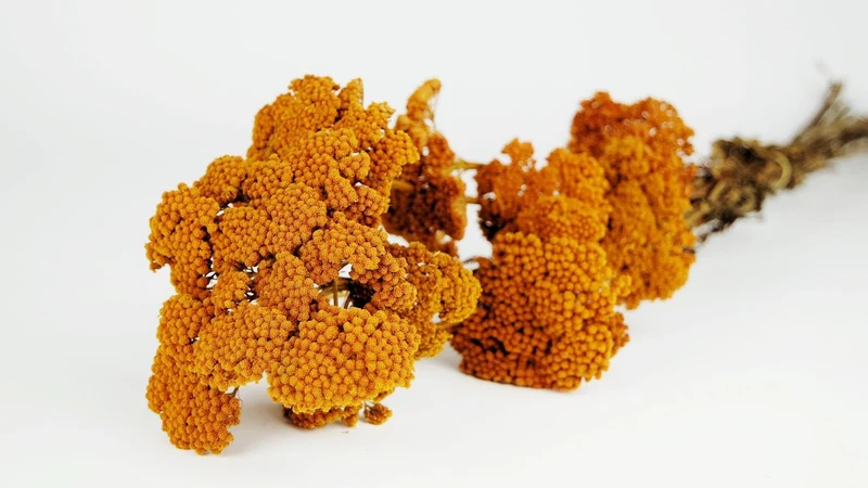 Achillea Filipendula getrocknet - 1 Bund - Amber