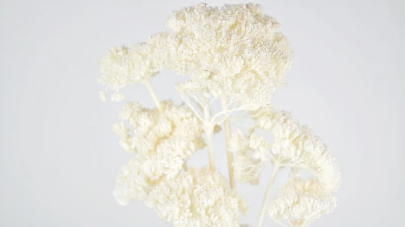 Achillea Filipendula getrocknet - 1 Bund - Elfenbein