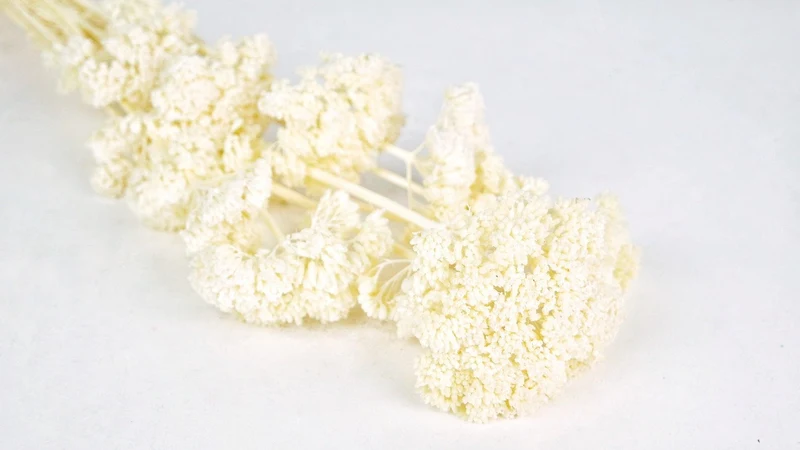 Achillea Filipendula getrocknet - 1 Bund - Elfenbein