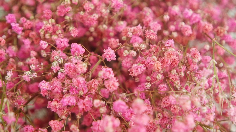 Konserviertes Schleierkraut - 1 Bund - Rosa