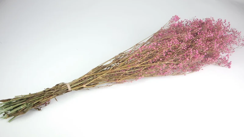 Konserviertes Schleierkraut - 1 Bund - Rosa