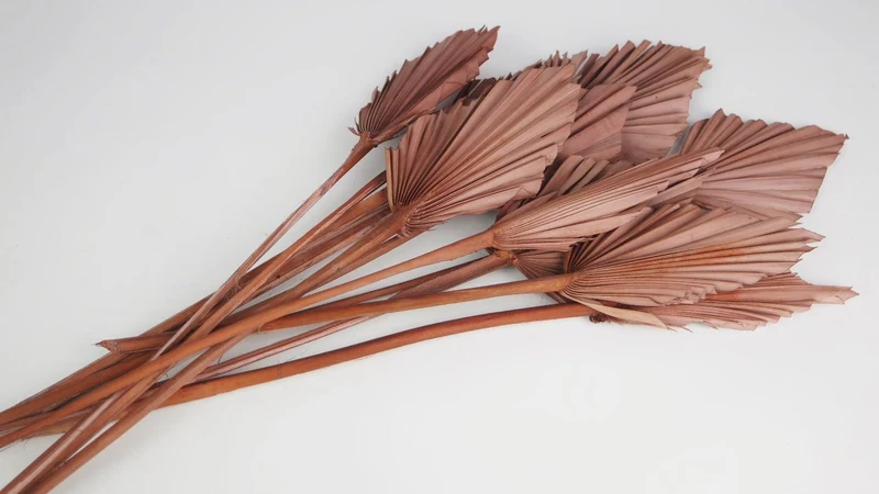 Fächerpalme getrocknet M - 10 Stiele - Blush