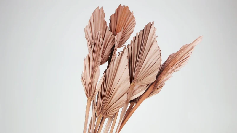 Fächerpalme getrocknet M - 10 Stiele - Blush