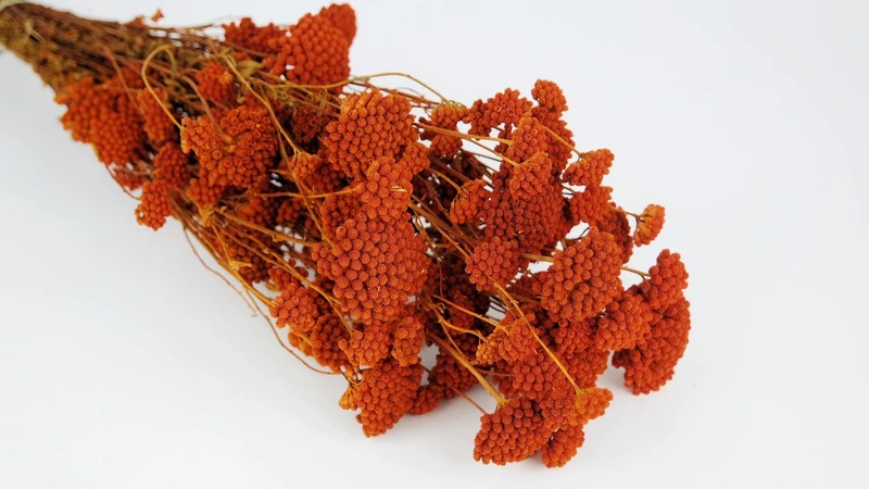 Achillea Silvestre getrocknet - 1 Bund - Amber