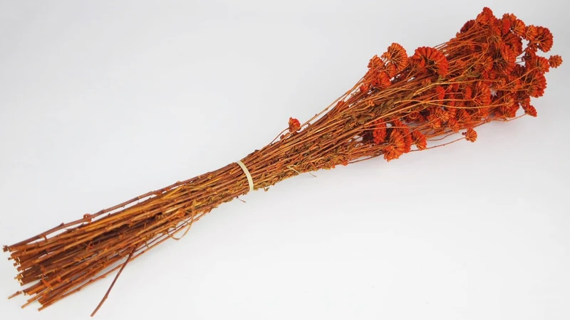 Achillea Silvestre getrocknet - 1 Bund - Amber