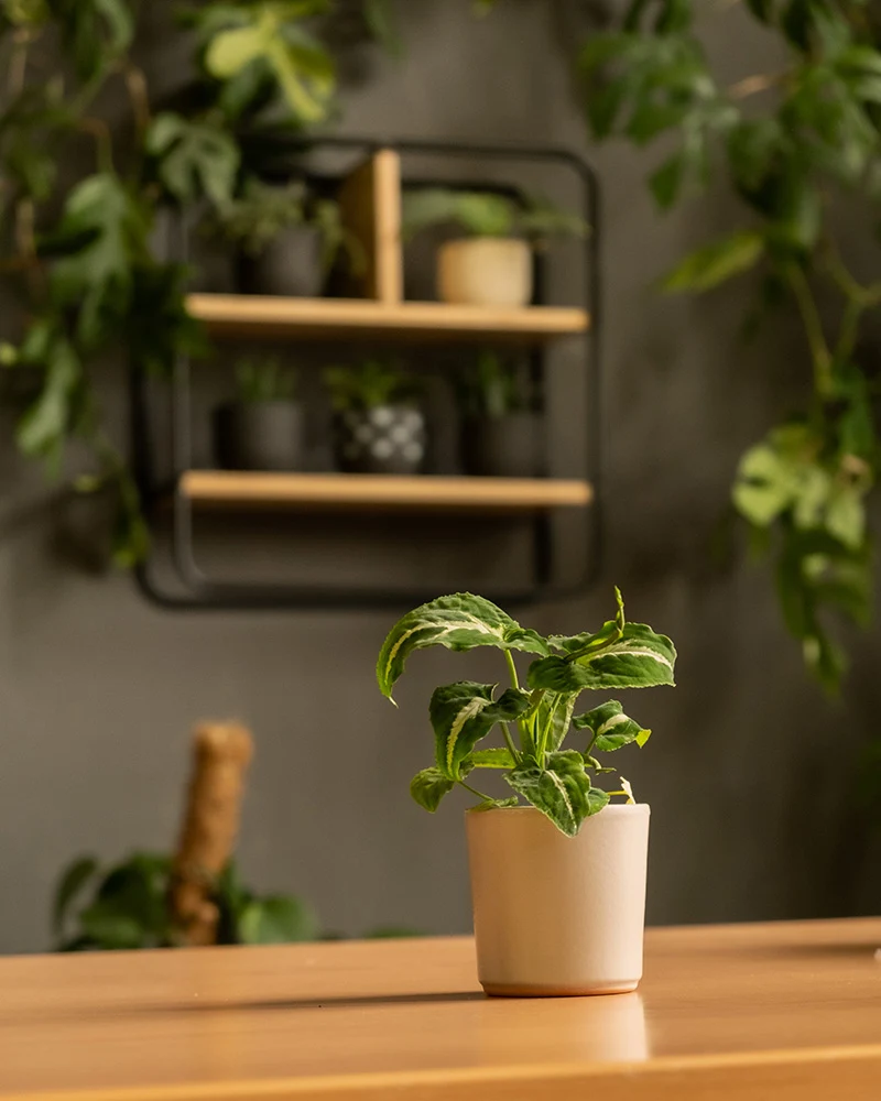 Keramik Baby-Topfset 'Sencillo' (9 Stk.)