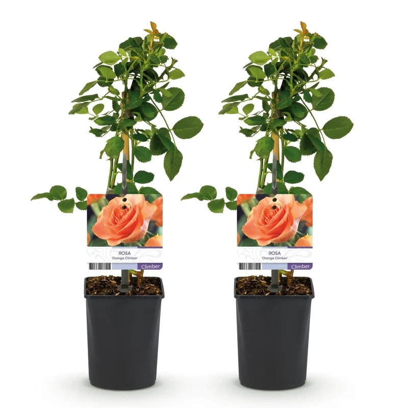 Kletterrose - Rosa Orange Climber - Blüte Orange - Wenig Pflege - 2 Pflanzen - Topf 11cm Höhe 40cm