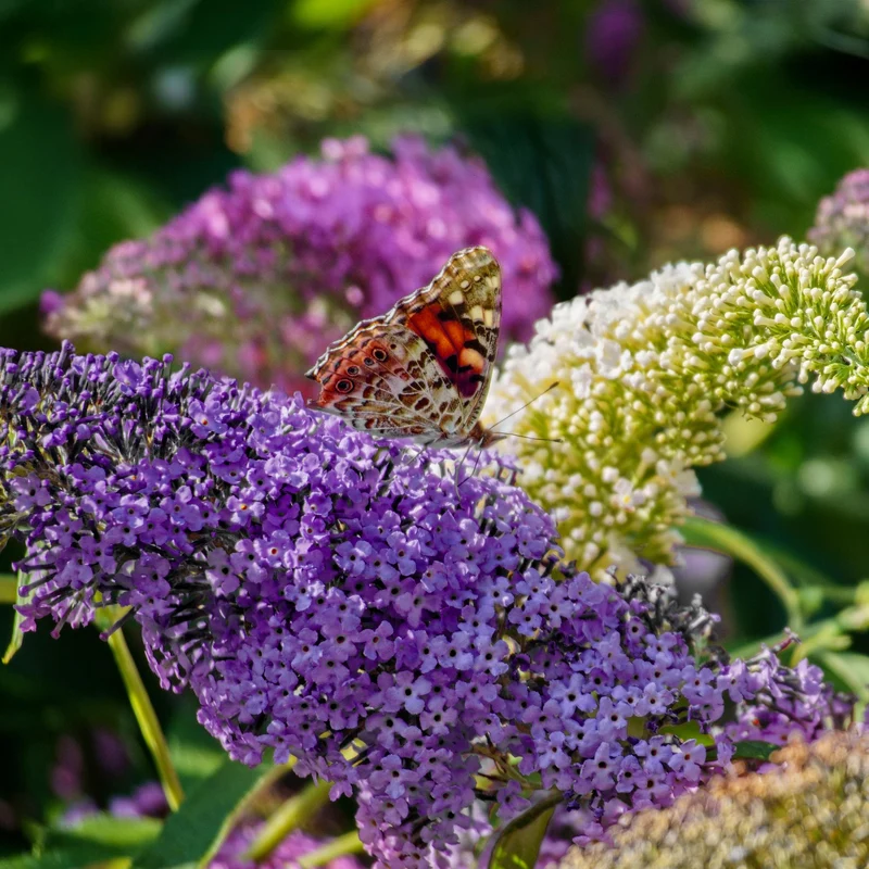 Schmetterlingsstrauch - Buddleja davidii Tricolour - Blüten Rosa, Weiß und Lila - 1 Pflanze - Laubabwerfend - Schmetterlingsanziehend - Topf 17cm Höhe 30cm