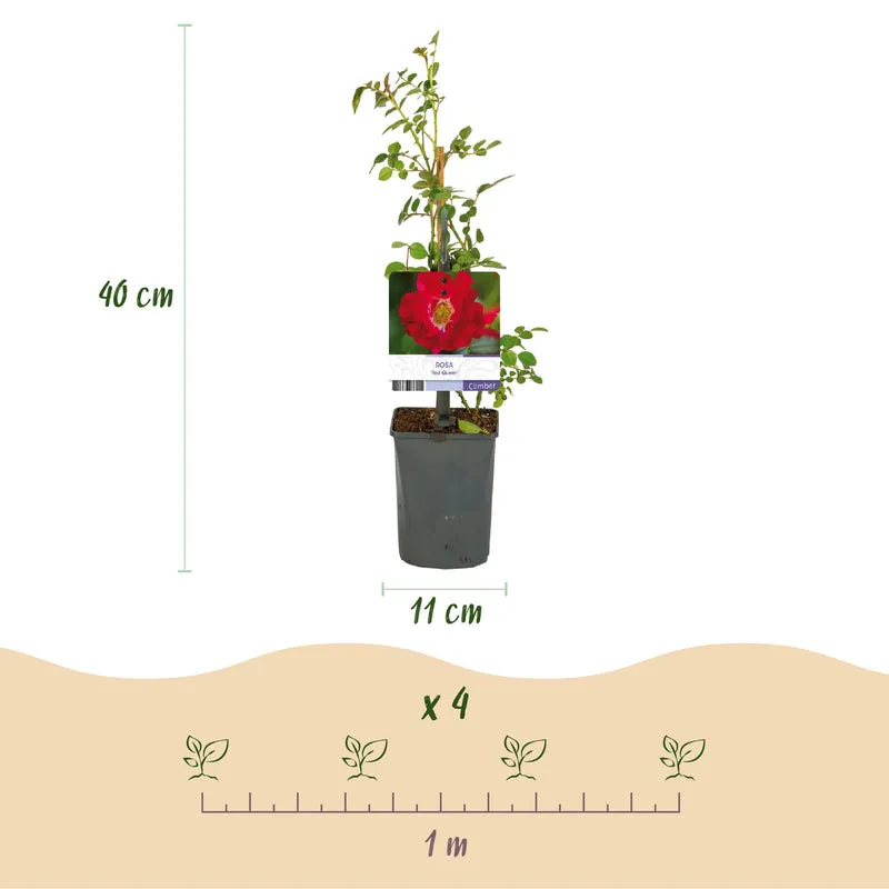 Kletterrose - Rosa Red Queen - Blüte Rot - Geringer Pflegeaufwand - 2 Pflanzen - Topf 11cm Höhe 40cm