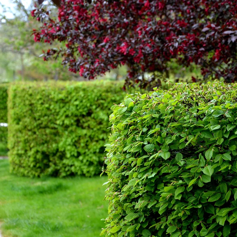 Hainbuche kaufen – Carpinus betulus | 6 Pflanzen für 1 m Hecke, blickdicht auch im Winter