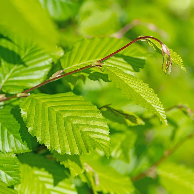 Hainbuche kaufen – Carpinus betulus | 6 Pflanzen für 1 m Hecke, blickdicht auch im Winter
