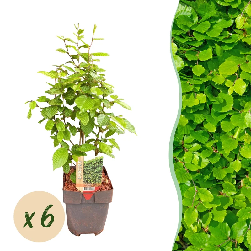 Hainbuche kaufen – Carpinus betulus | 6 Pflanzen für 1 m Hecke, blickdicht auch im Winter