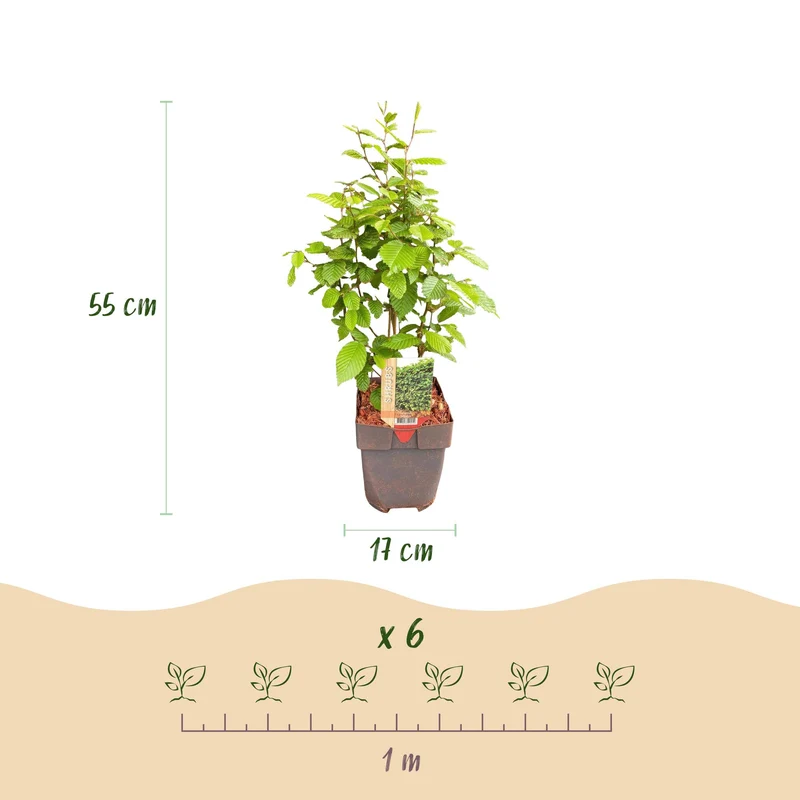 Hainbuche kaufen – Carpinus betulus | 6 Pflanzen für 1 m Hecke, blickdicht auch im Winter