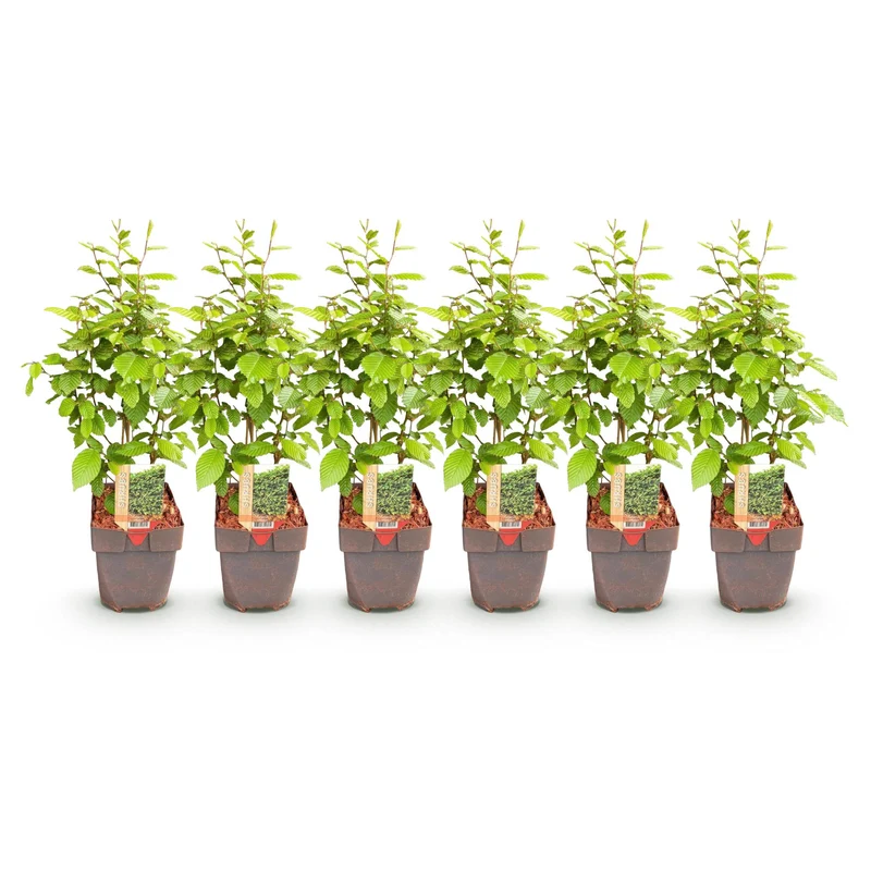 Hainbuche kaufen – Carpinus betulus | 6 Pflanzen für 1 m Hecke, blickdicht auch im Winter