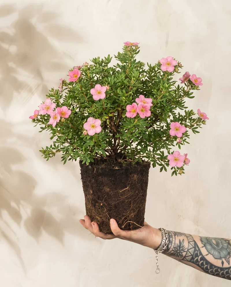 Rosa Fingerstrauch