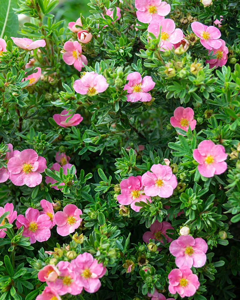 Rosa Fingerstrauch