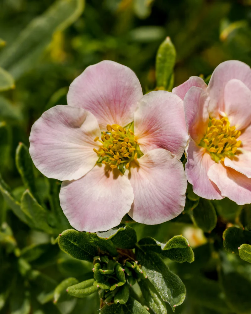 Rosa Fingerstrauch