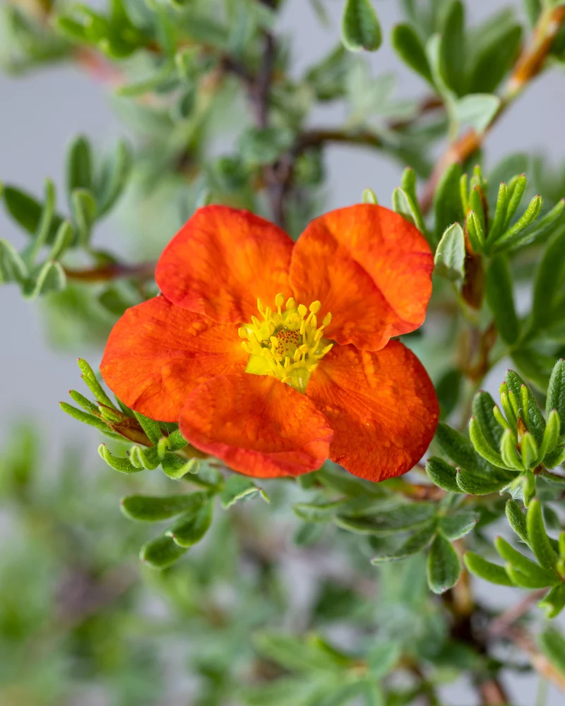 Roter Fingerstrauch