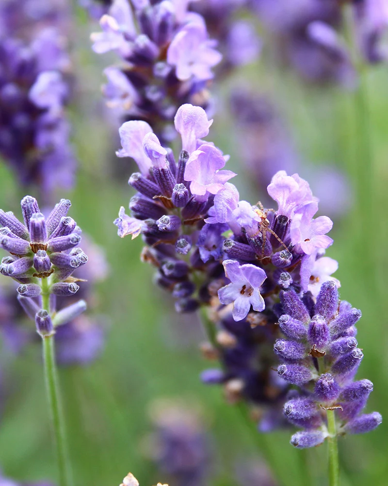 Lavendel