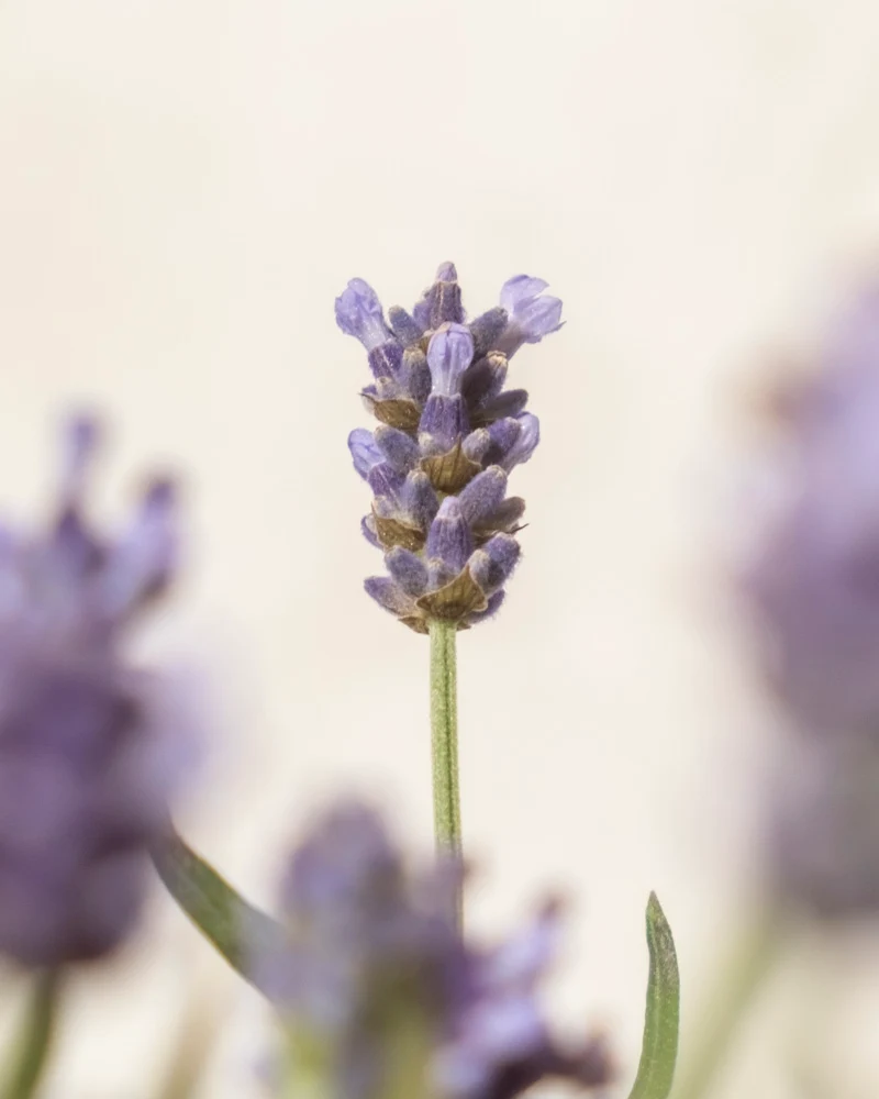 Lavendel