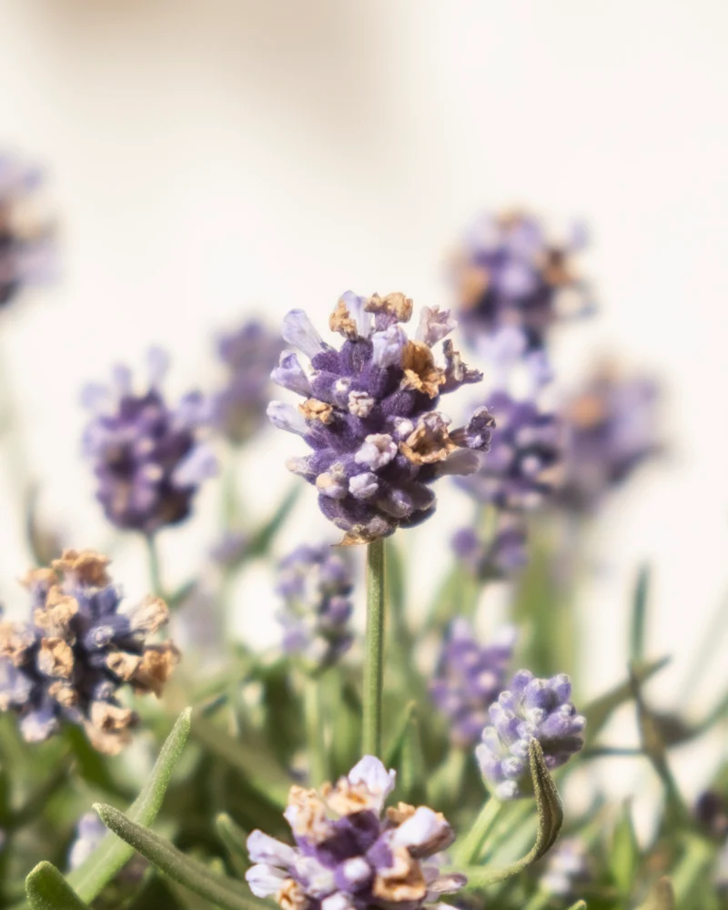 Lavendel