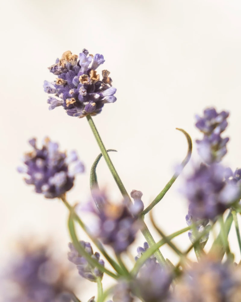 Lavendel