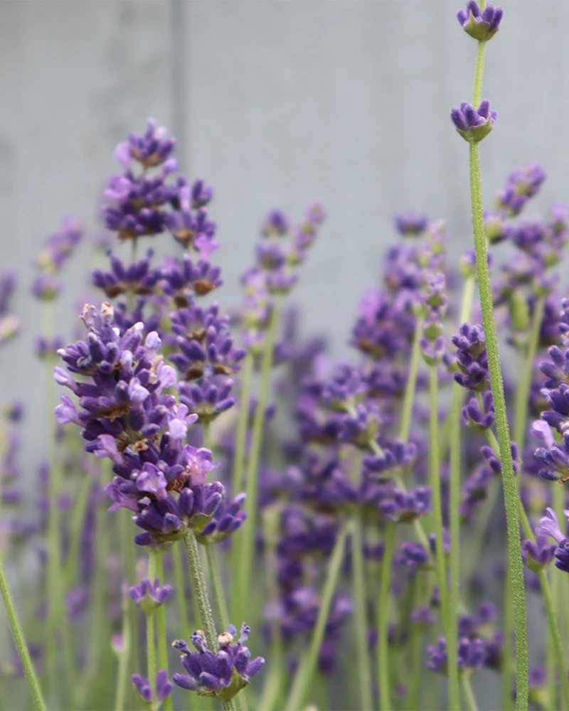 Lavendel