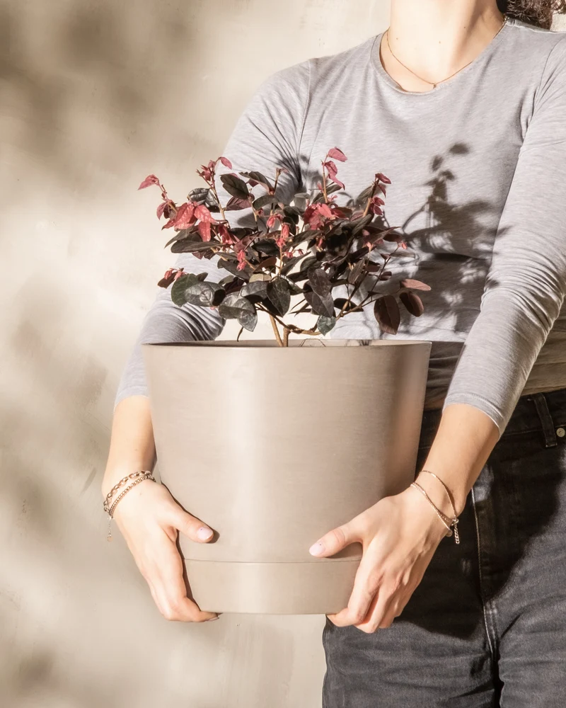 Loropetalum chinense