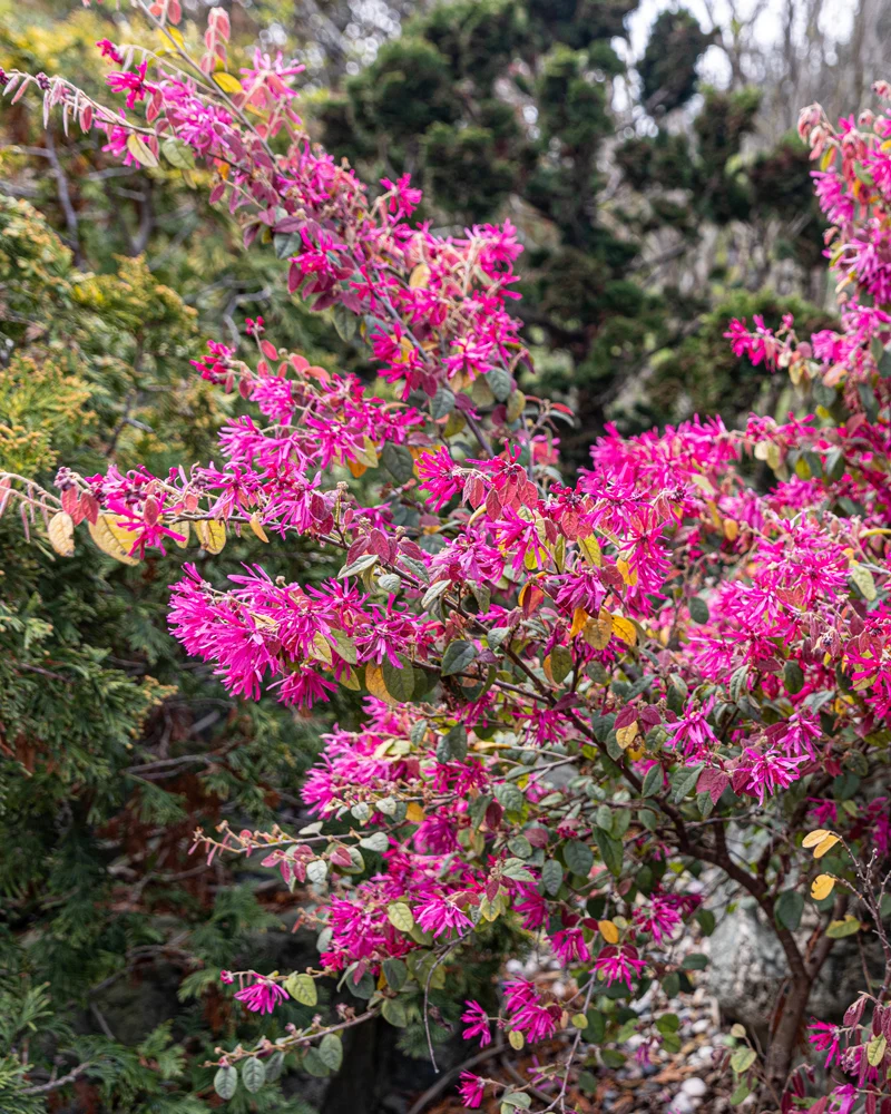 Loropetalum chinense