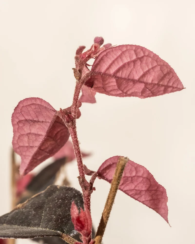 Loropetalum chinense