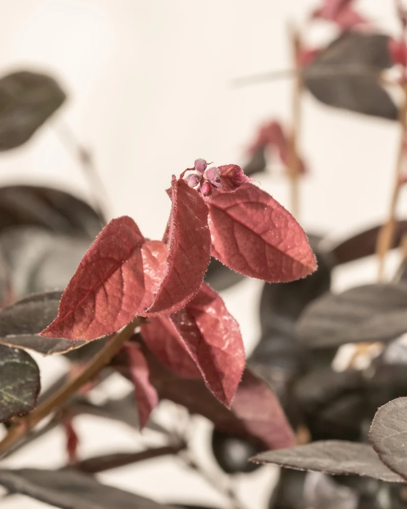 Loropetalum chinense