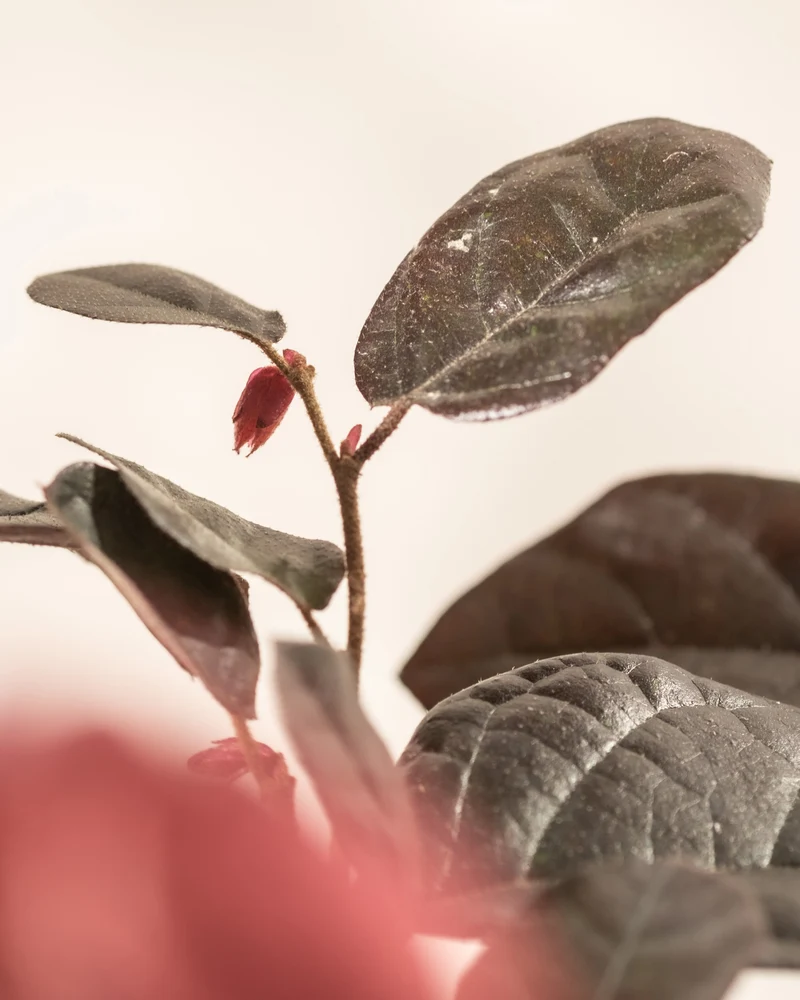 Loropetalum chinense